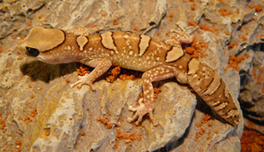 Diplodactylus galeatus