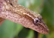 Lepidodactylus lugubris
