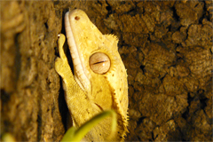 HRhacodactylus ciliatus