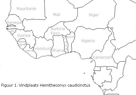 Vindplaats Hemitheconyx caudicinctus